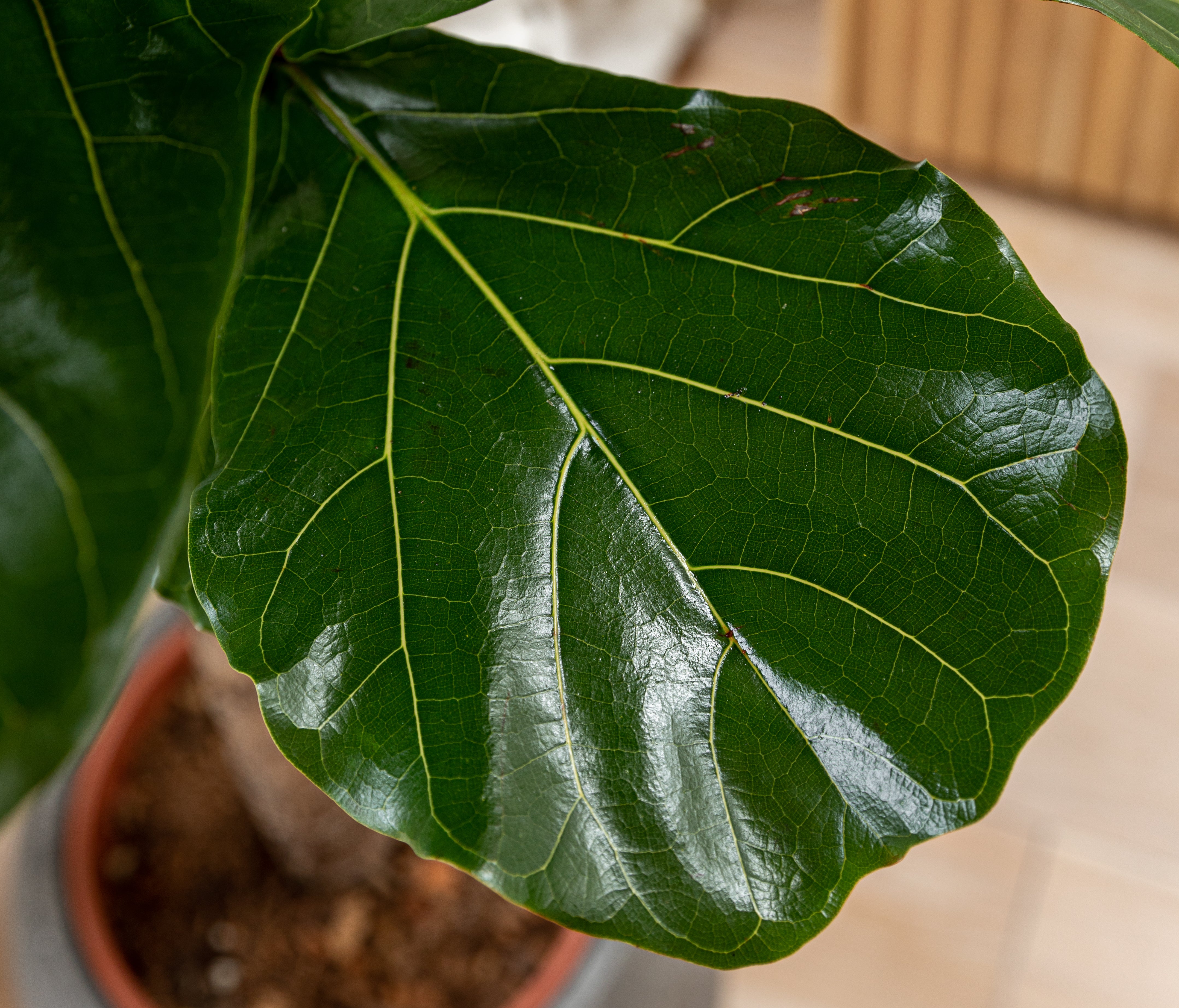 Why do my fig tree leaves have brown marks?  Plant Drop