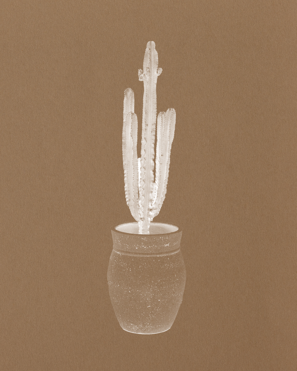 Desert Cactus, Euphorbia Eritrea  Plant Drop