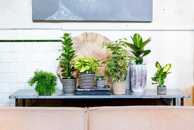 Bring The Garden Indoors - Plants & Ideas For Surviving Tier 4