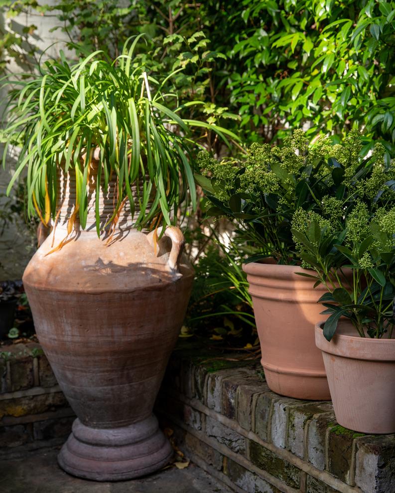 Outdoor Winter Plant Care - Plant Drop