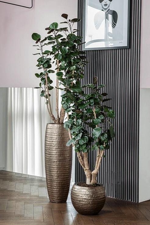 Polyscias Fabian, Shade Aralia  Plant Drop