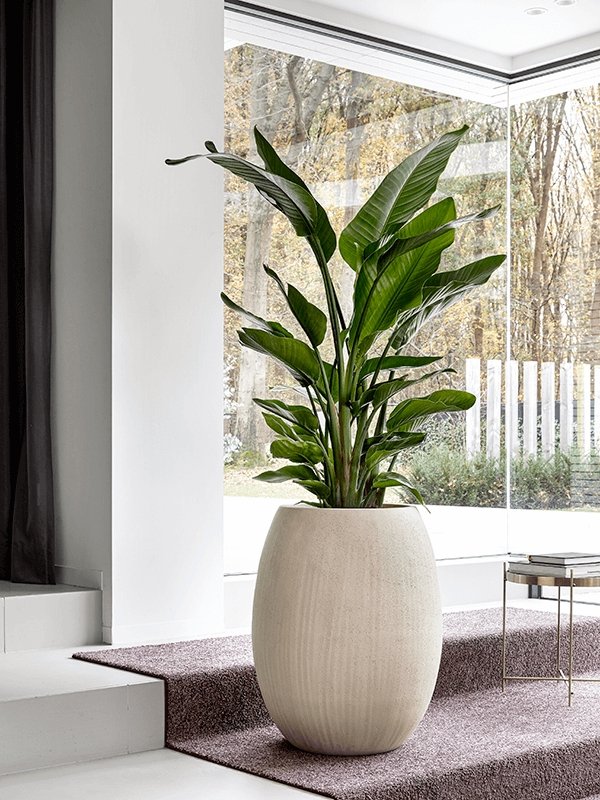 Strelitzia - Birds Of Paradise - Plant Drop