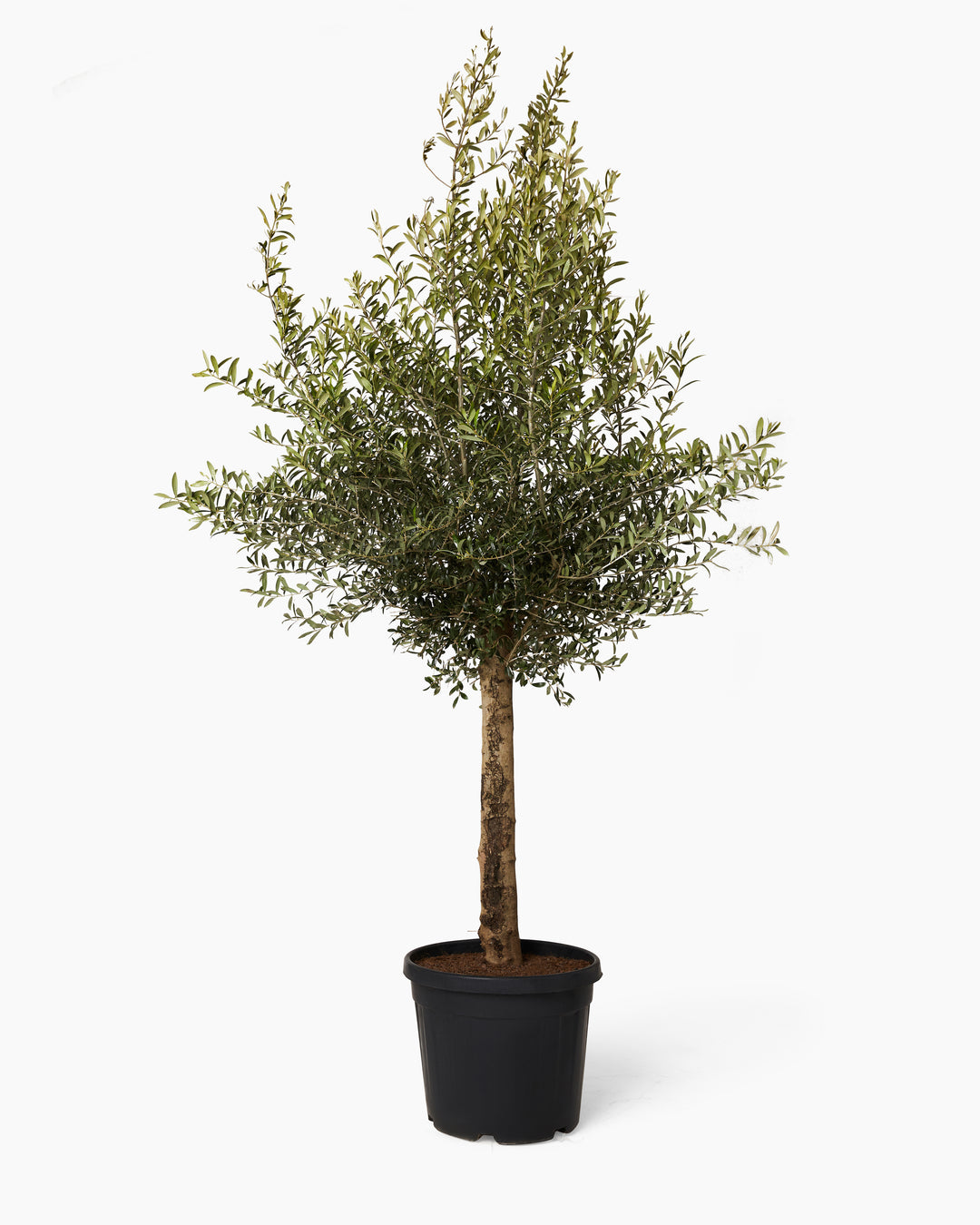 Mature Olive Tree