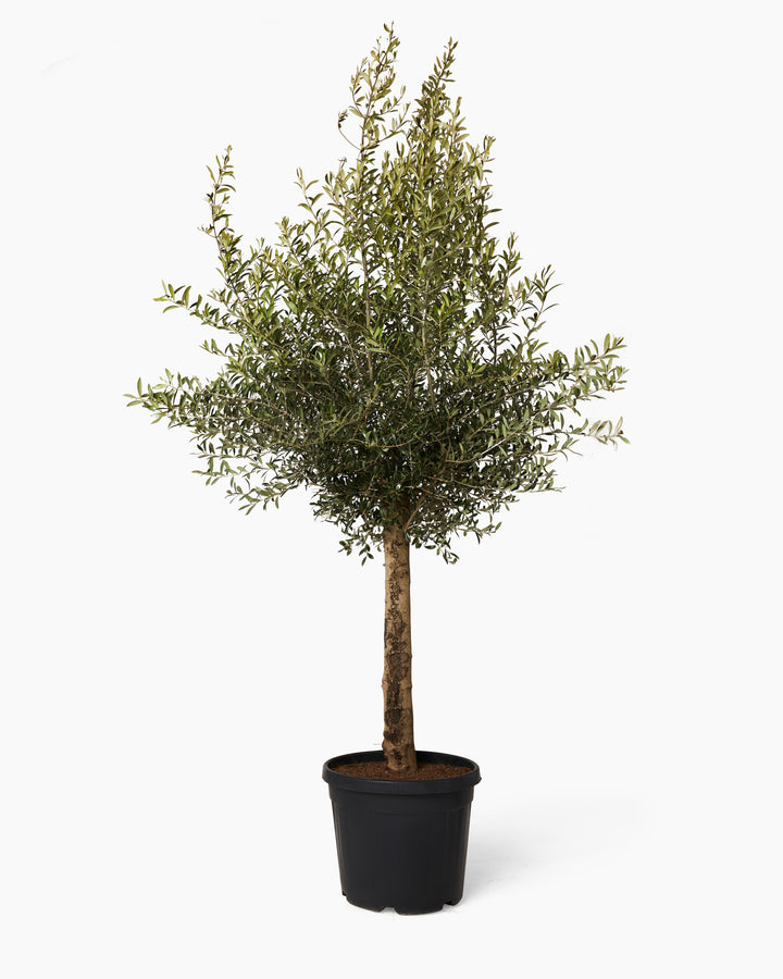 Mature Olive Tree