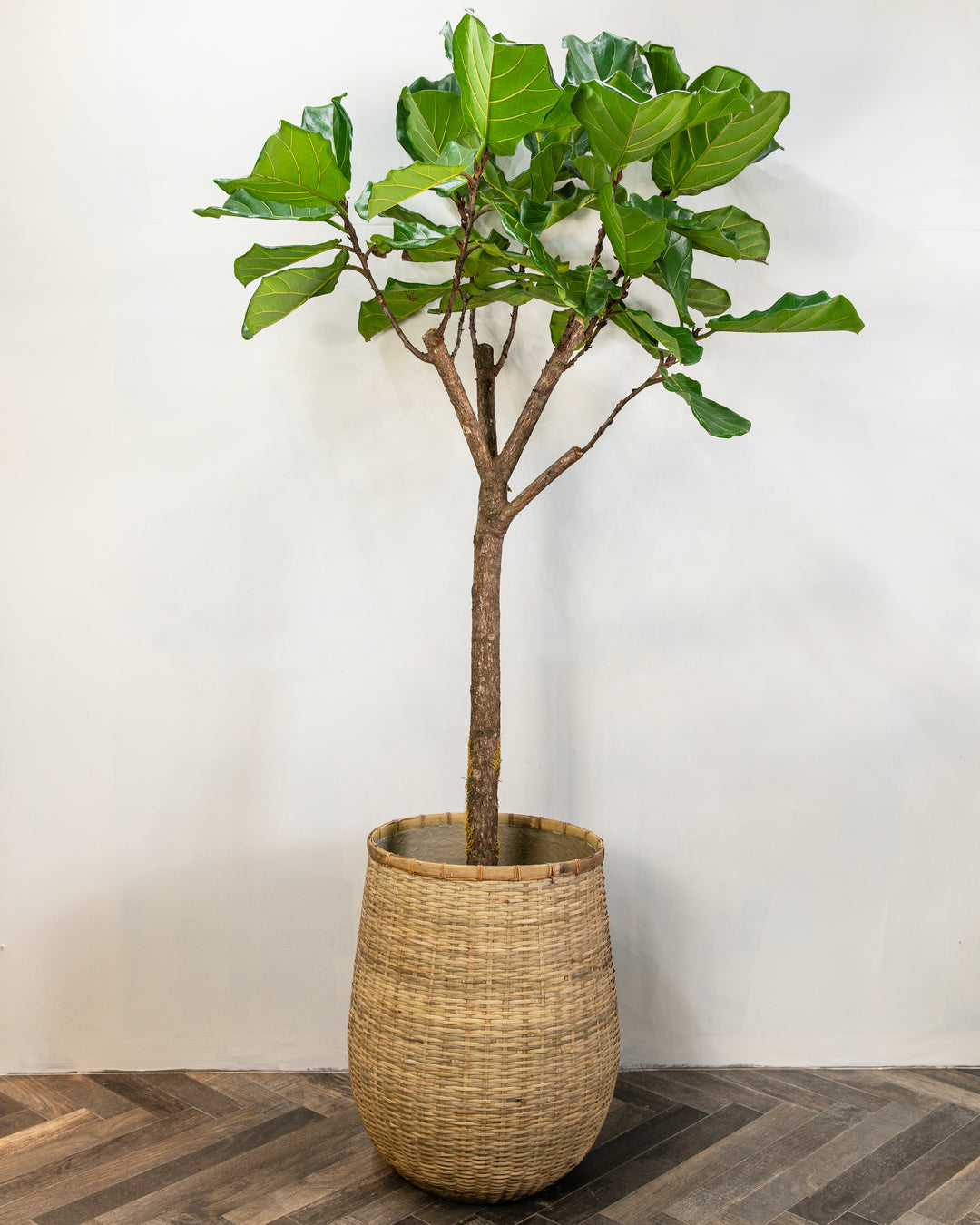 Fiddle-Leaf Fig Tree