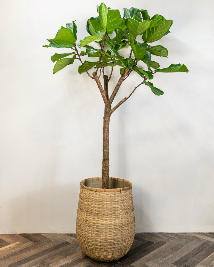 Fiddle-Leaf Fig Tree
