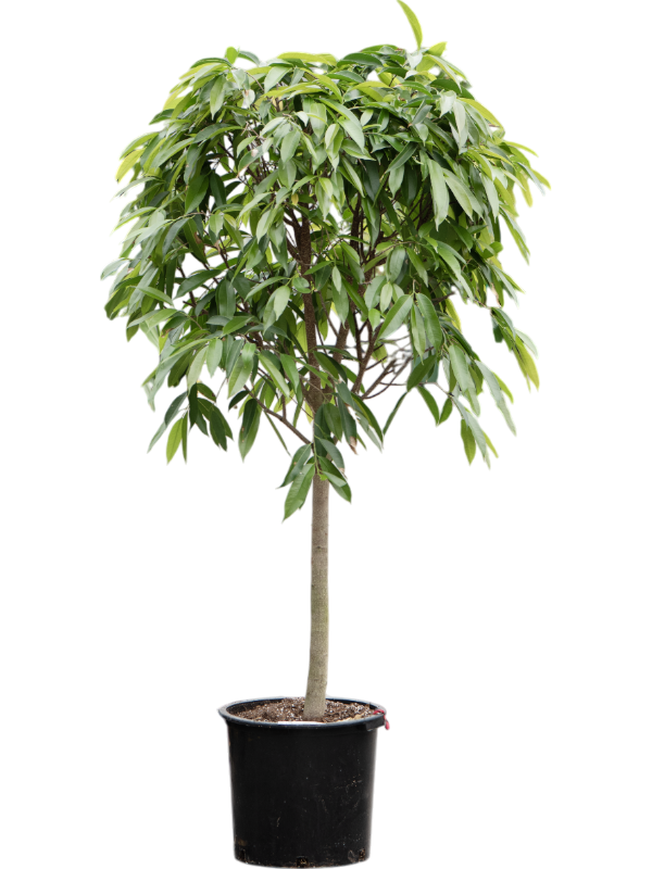Amstel King Fig Tree
