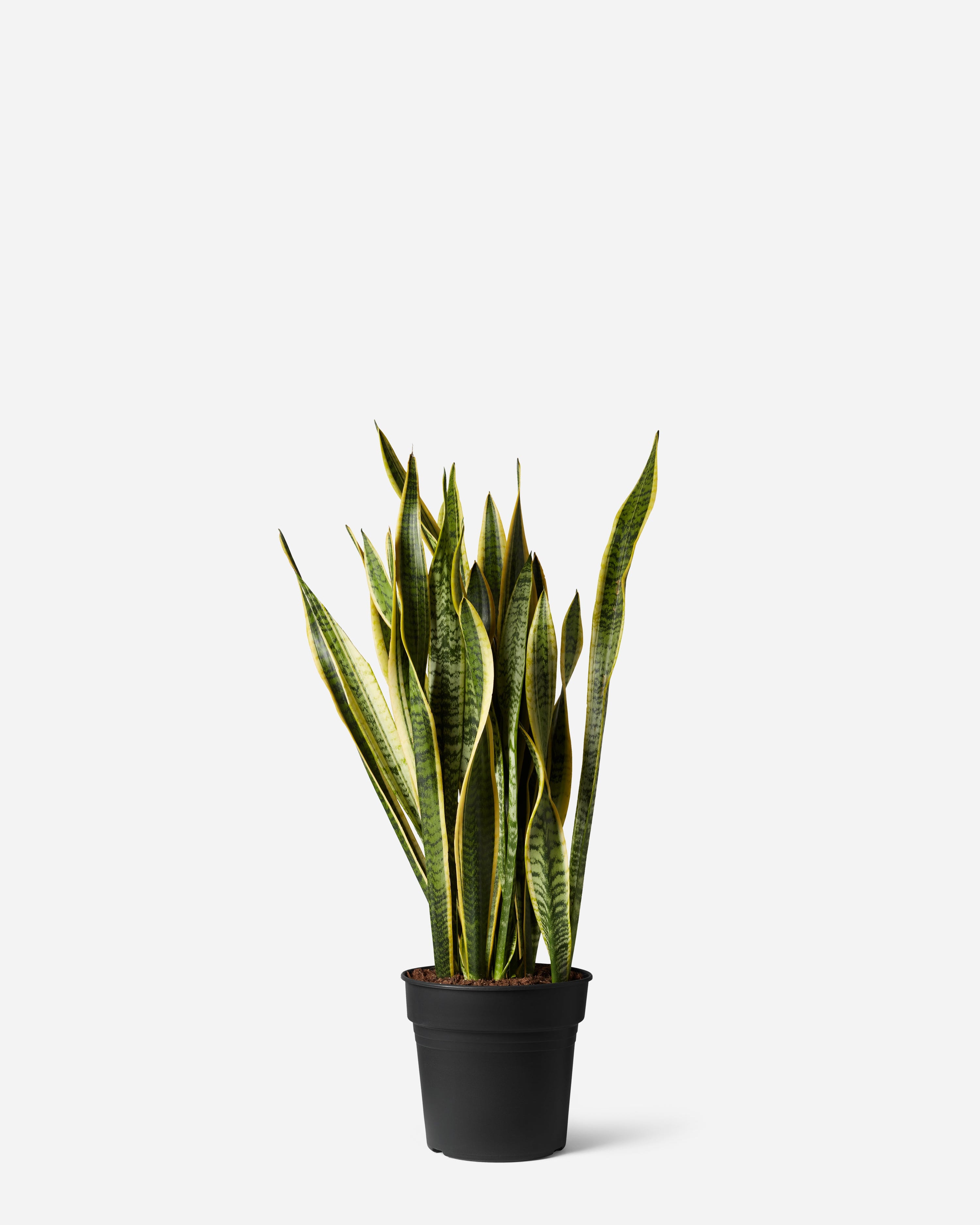 Snake Plant