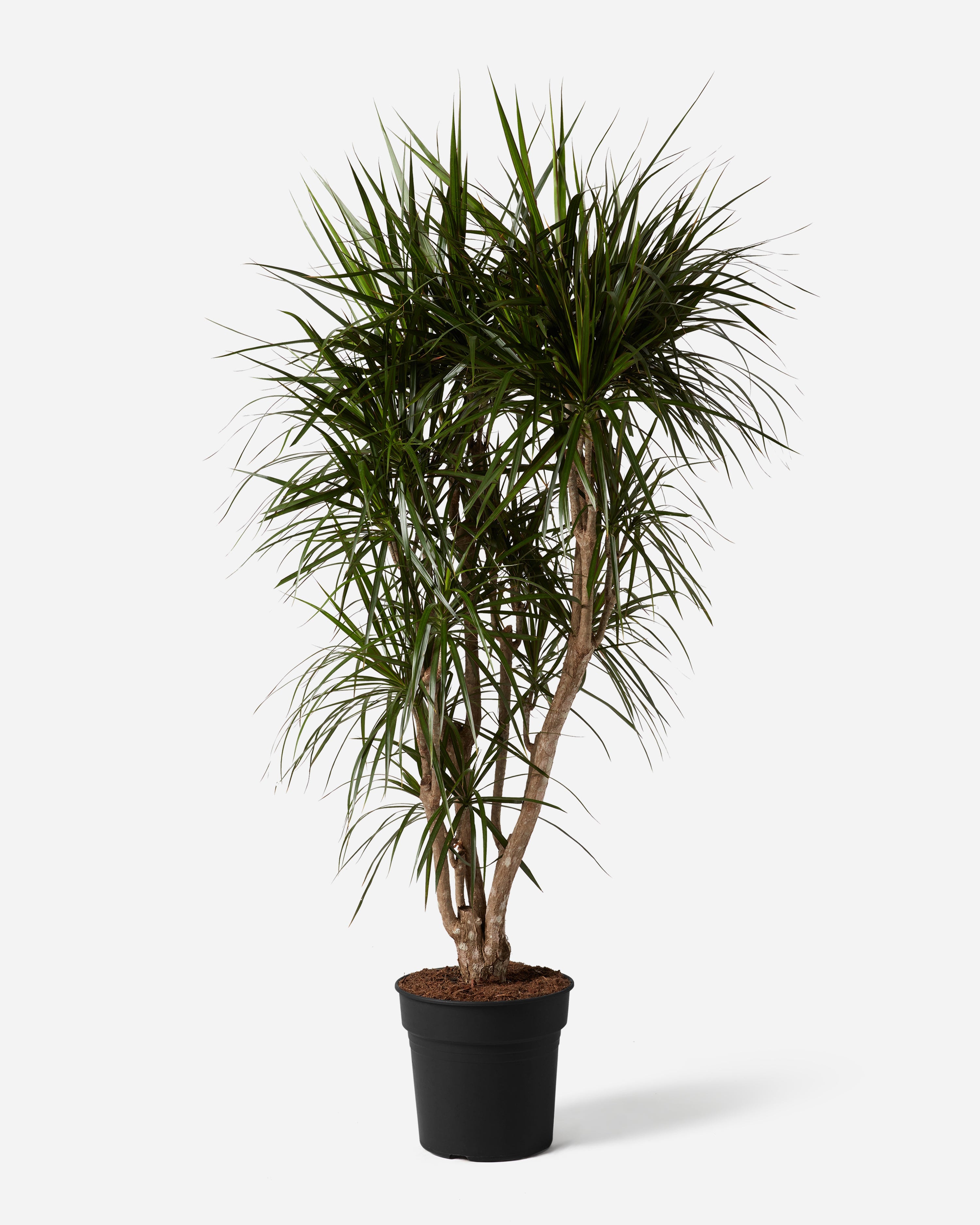 dracaena marginata health benefits Branched Corn Tree