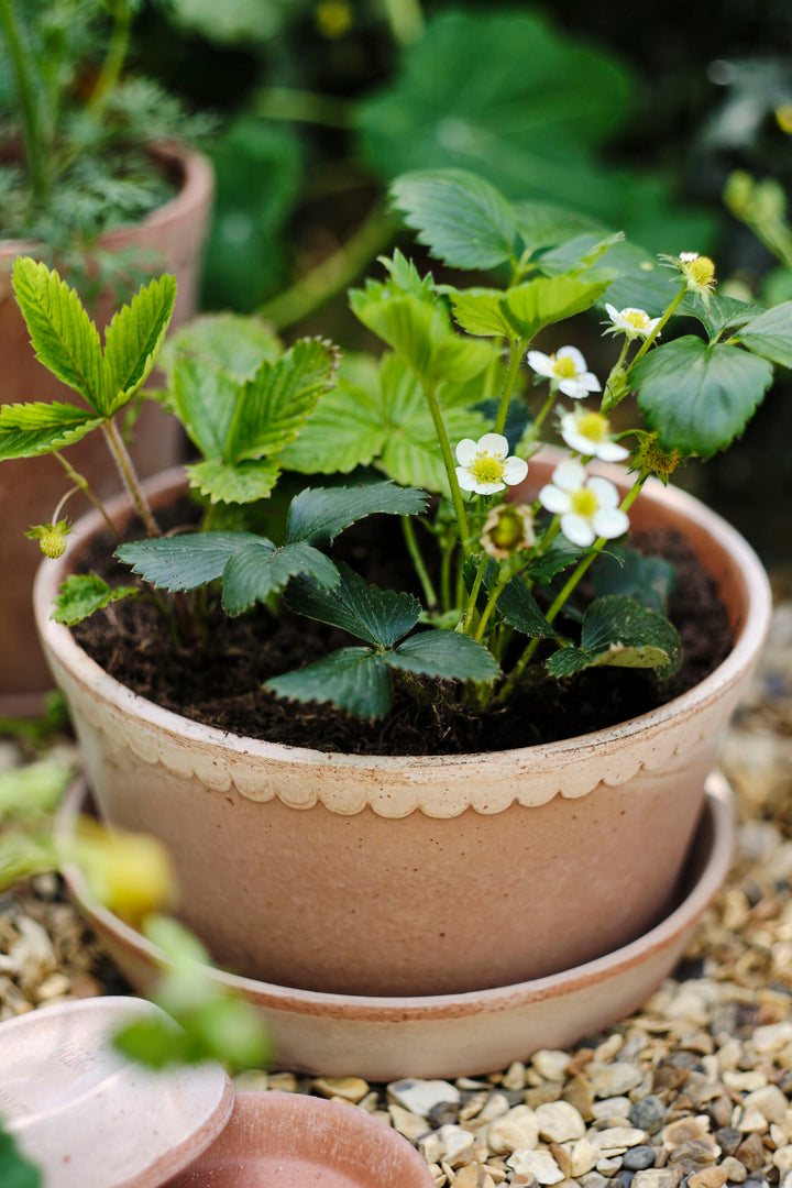Helena Herb & Bulb Dish