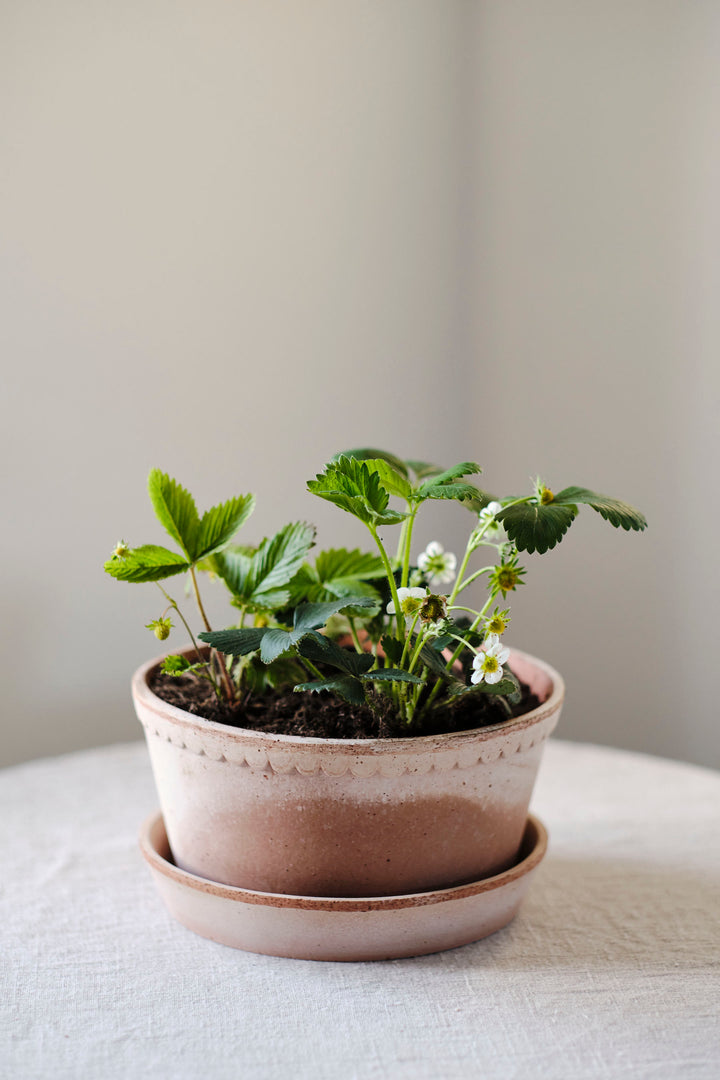 Helena Herb & Bulb Dish