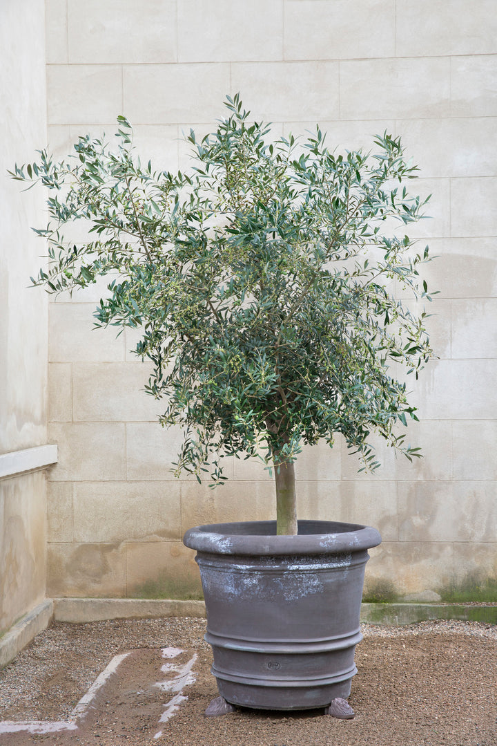 Mature Olive Tree
