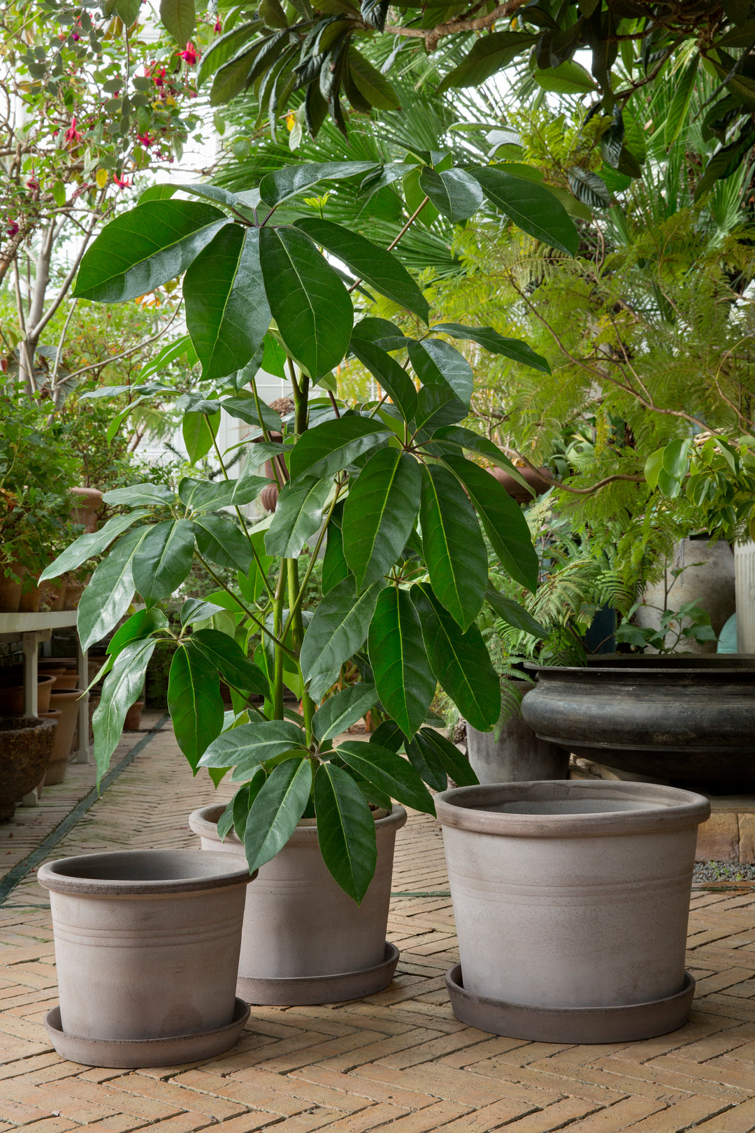 Galestro Terracotta Pots