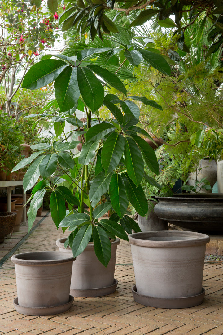 Galestro Terracotta Pots