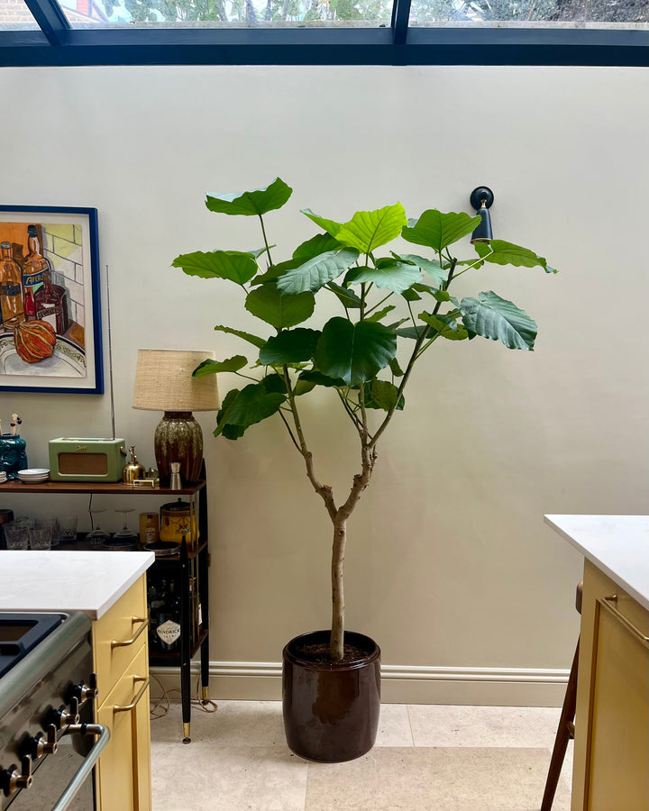 Paper-Leaf Tree