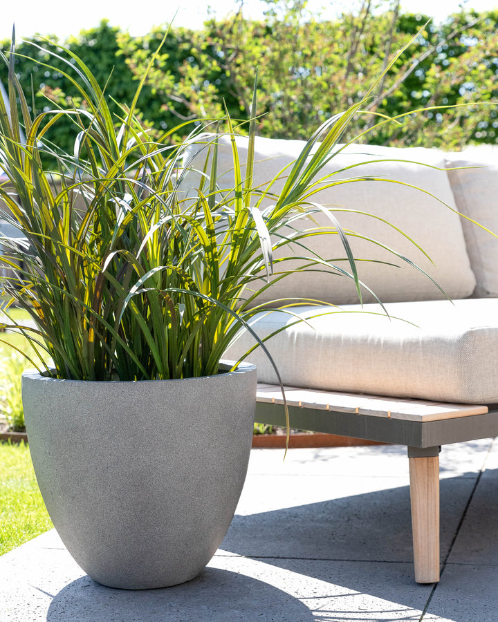 Potted plant on a patio with a beige sofa in the background