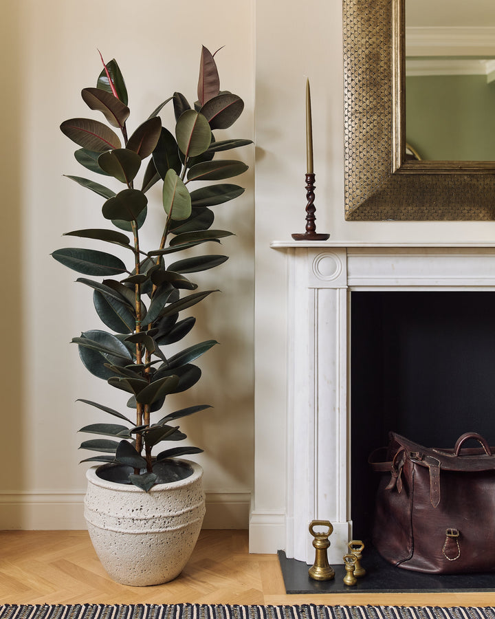 Potted plant next to a fireplace with decorative items
