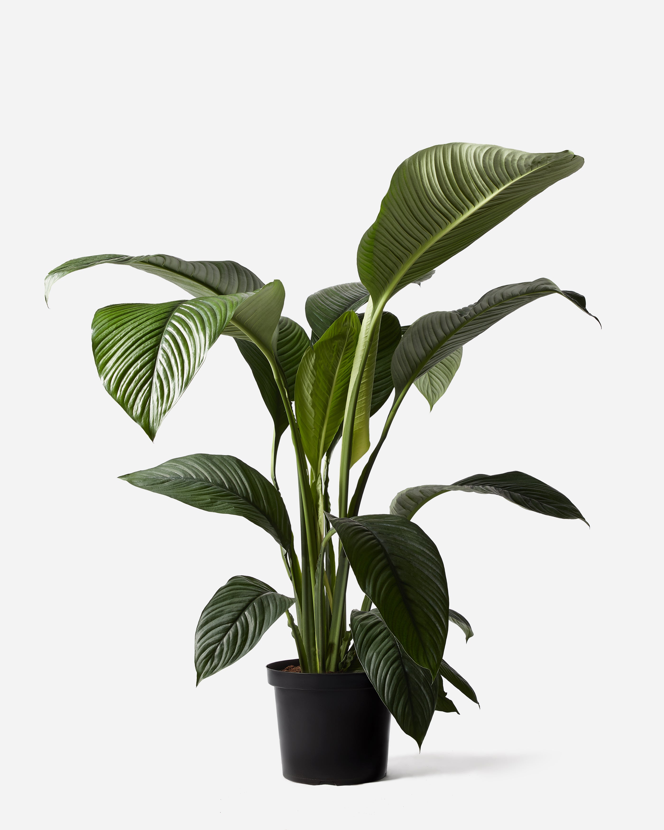 peace lily with big leaves Large-Leaf Peace Lily