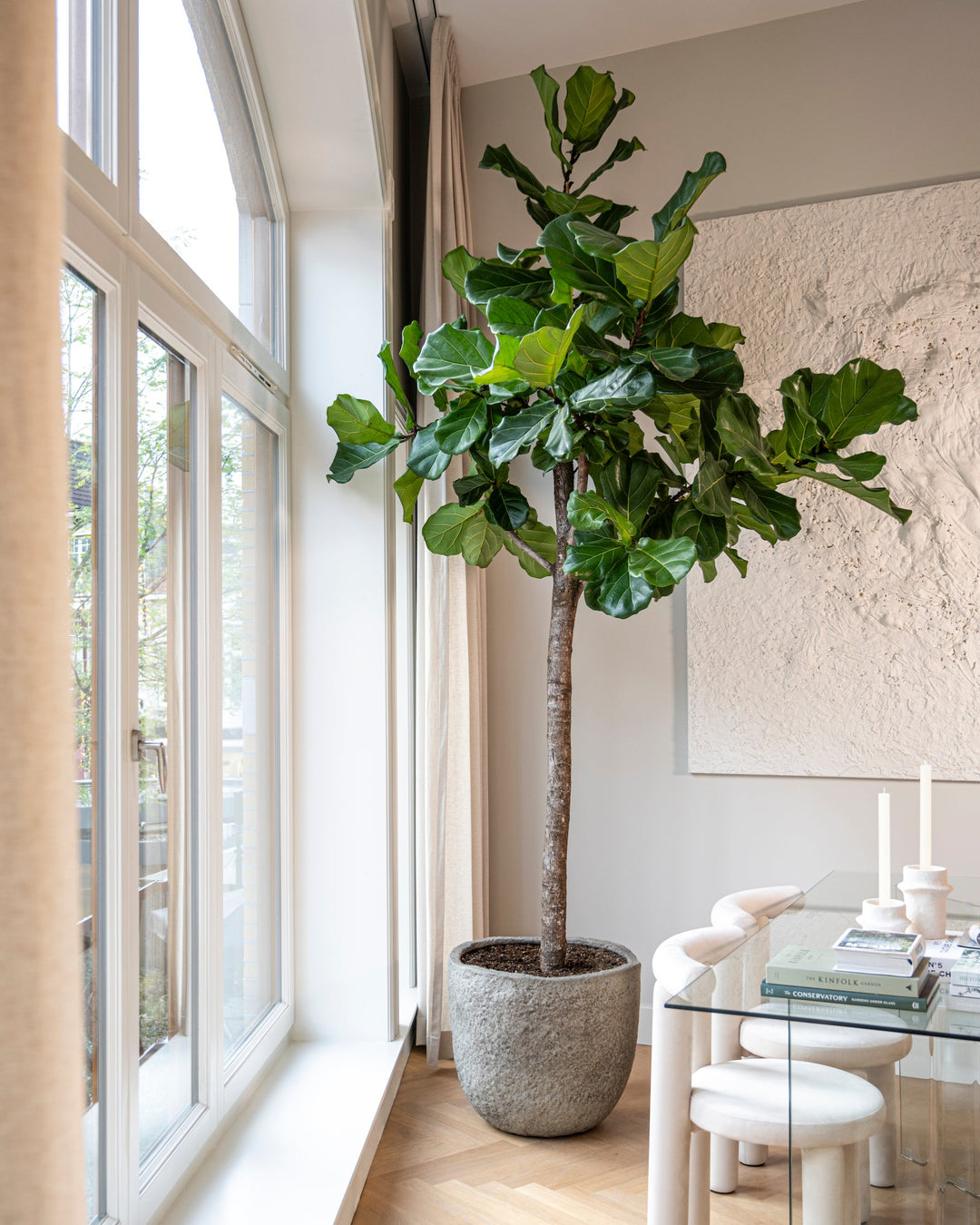 Fiddle-Leaf Fig Tree