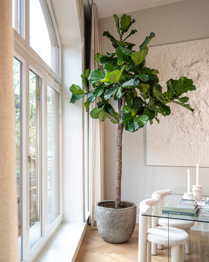 Fiddle-Leaf Fig Tree