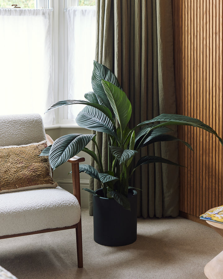 A large-leaf peace lily plant with glossy dark green leaves in a black pot, placed on the floor next to a chair and a window with curtains.