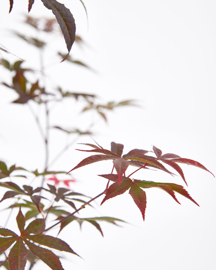 Bloodgood Japanese Maple