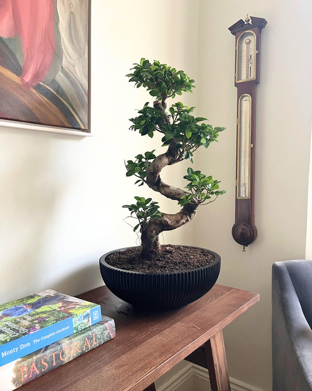 Ginseng Bonsai