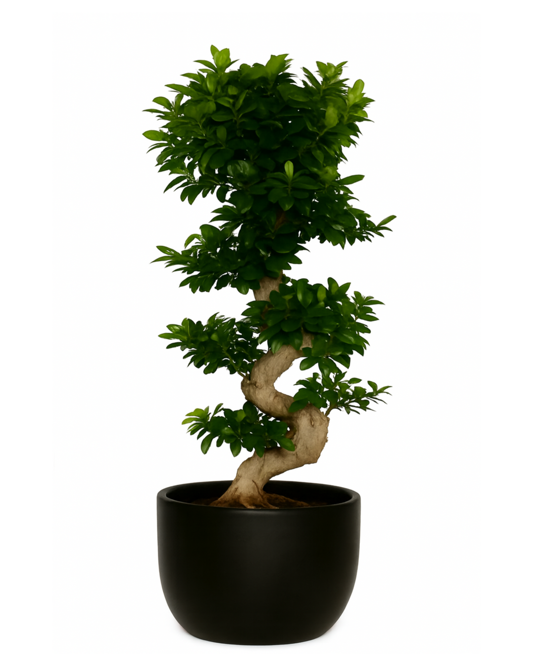Ginseng Bonsai