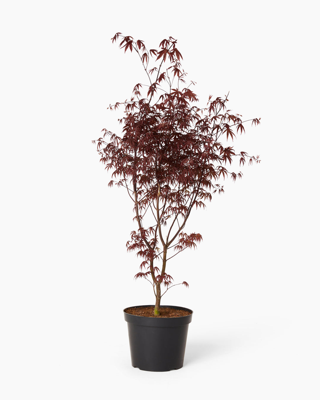 Bloodgood Japanese Maple