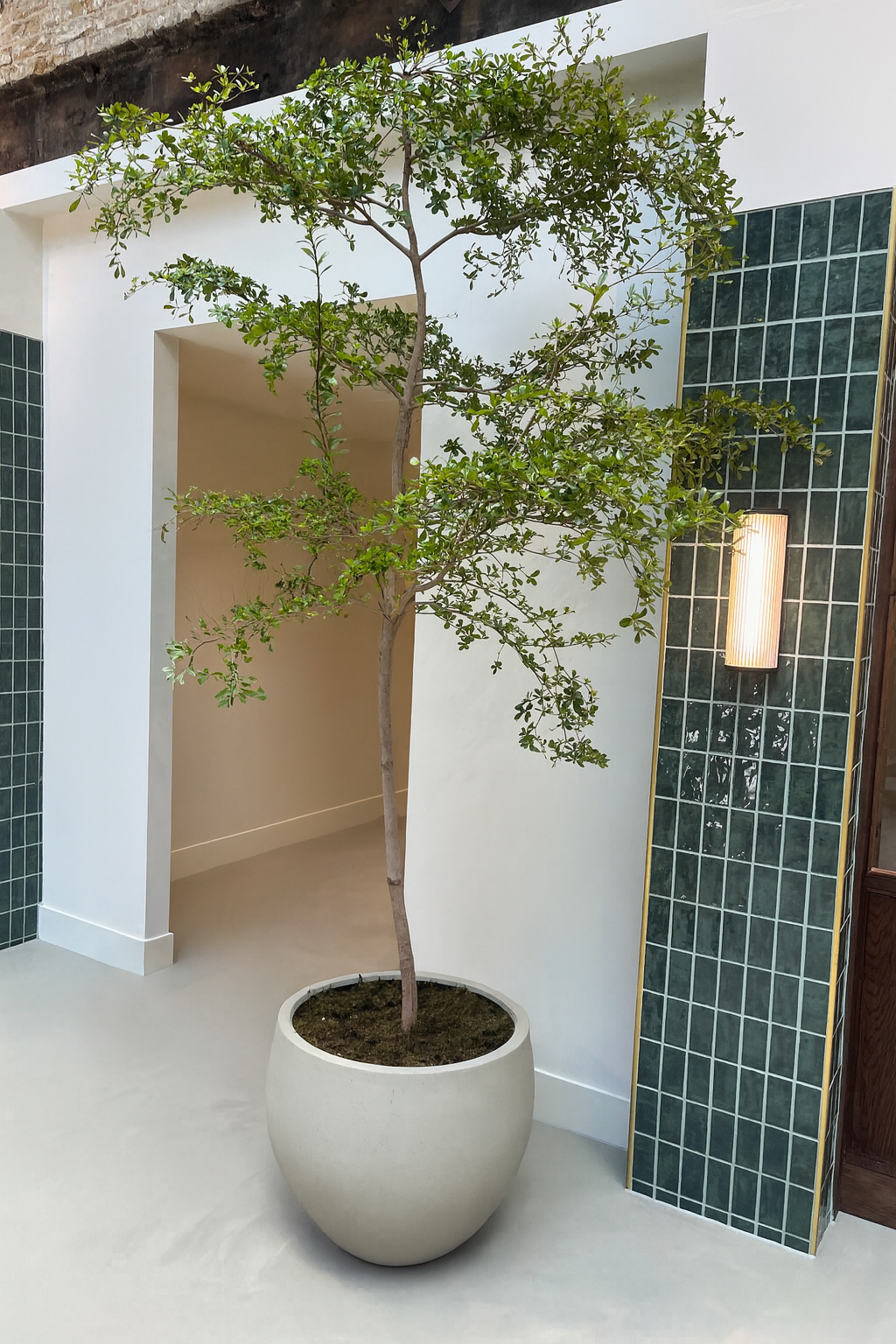 Black Olive Tree