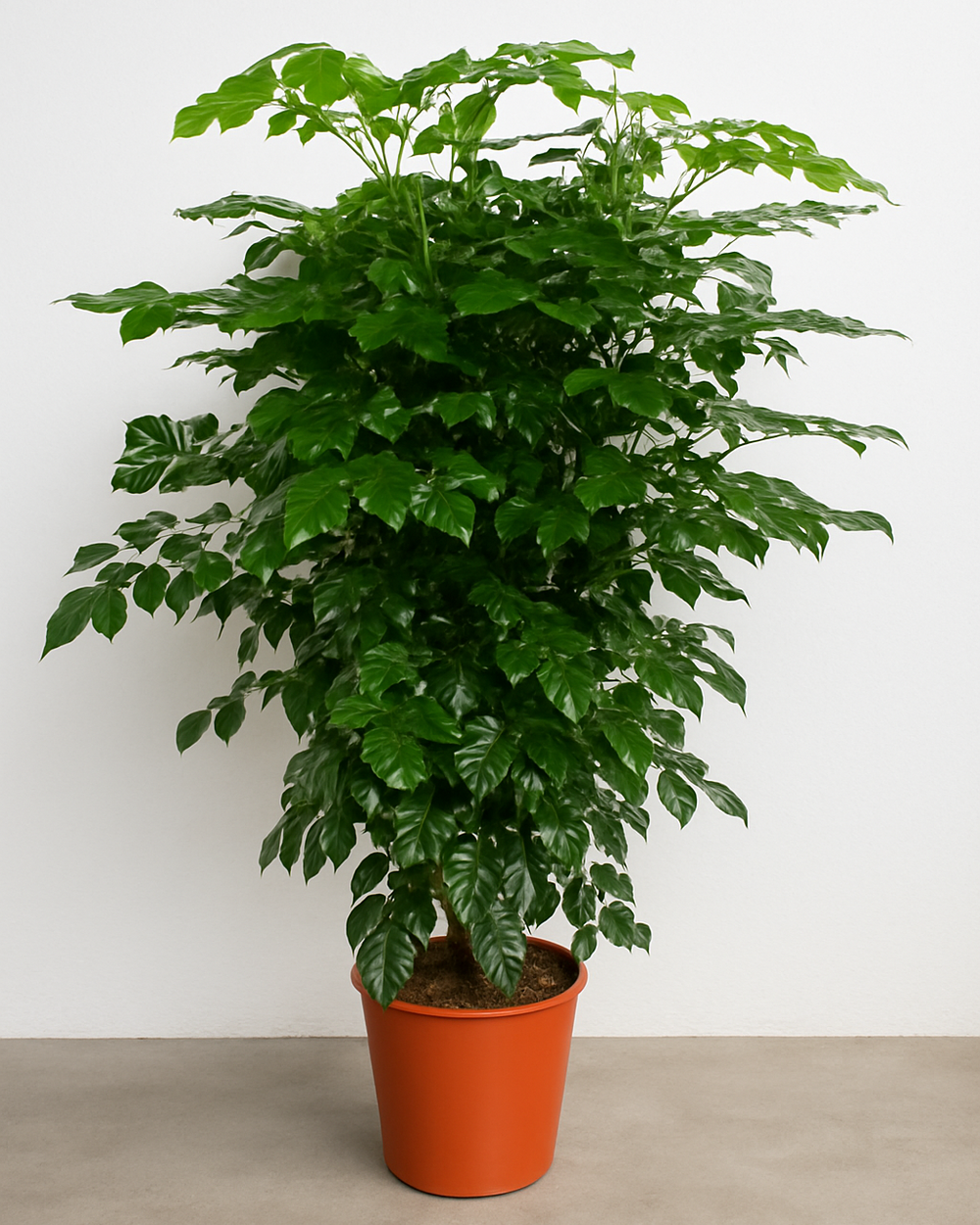 Potted plant with green leaves on a plain background