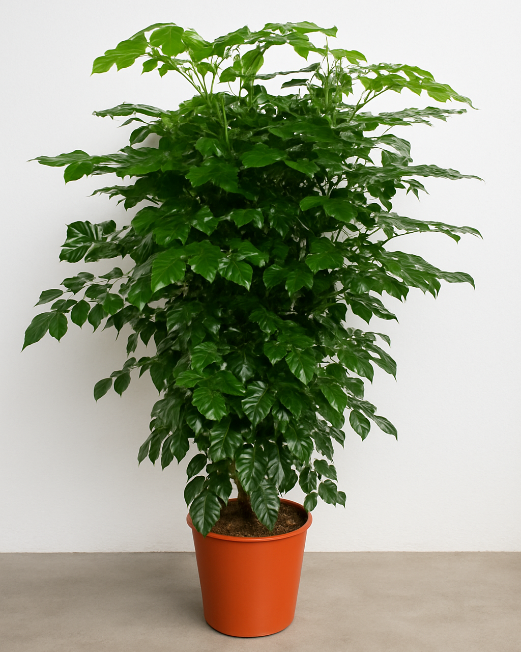 Potted plant with green leaves on a plain background