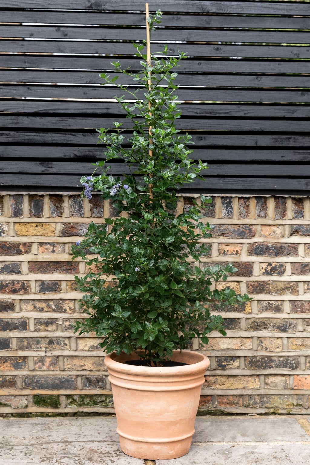 Potted plant in front of a brick wall