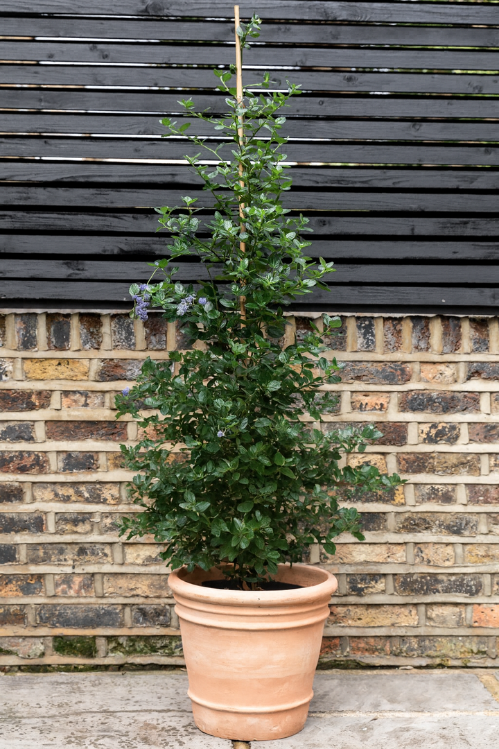 Potted plant in front of a brick wall