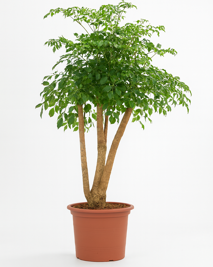 Potted plant with green leaves on a white background
