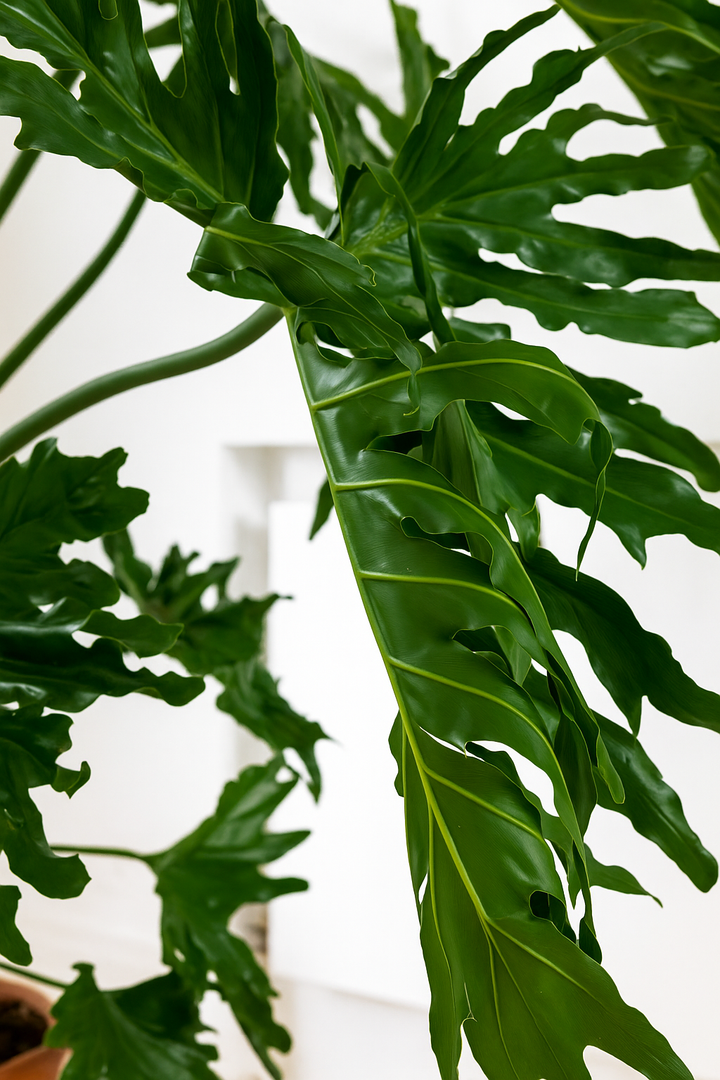 Tree Philodendron