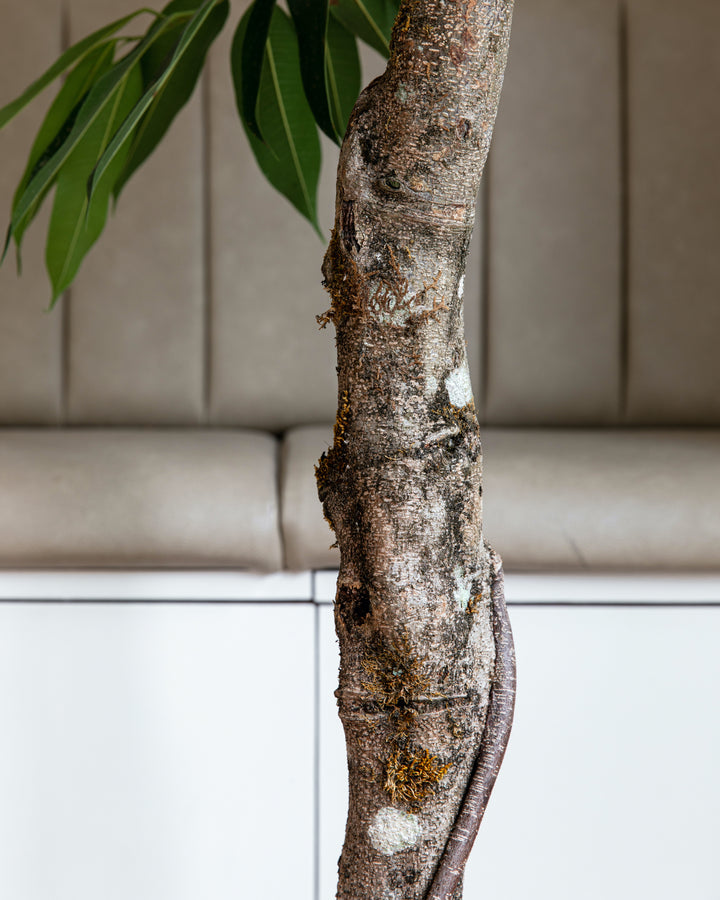 Amstel King Fig Tree