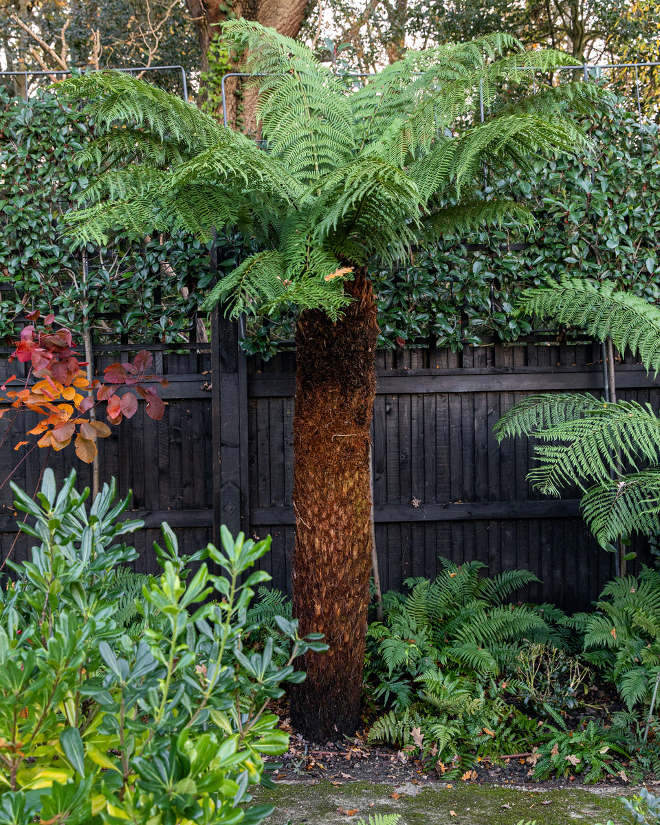 Hardy Tree Fern, 'Dicksonia Antarctica' Plant Drop