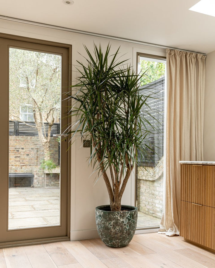 Dracaena Marginata, Branched Corn Tree - Plant Drop