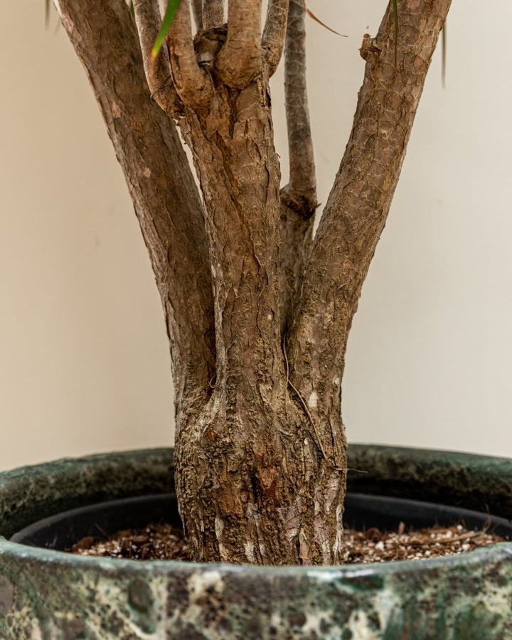 Dracaena Marginata, Branched Corn Tree - Plant Drop