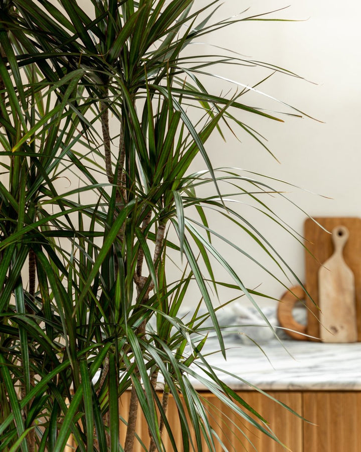 Dracaena Marginata, Branched Corn Tree - Plant Drop