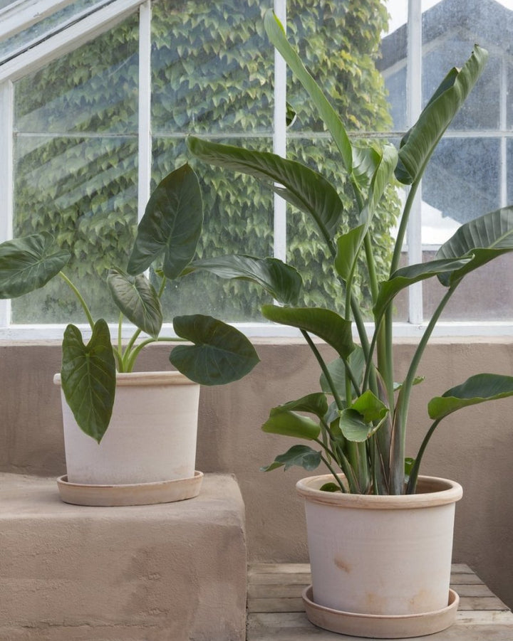 Galestro Terracotta Pots By Bergs - Plant Drop