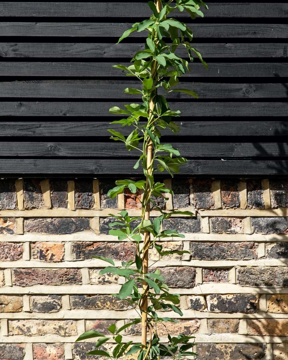 Honeysuckle, Lonicera henryi 'Copper Beauty' - Plant Drop