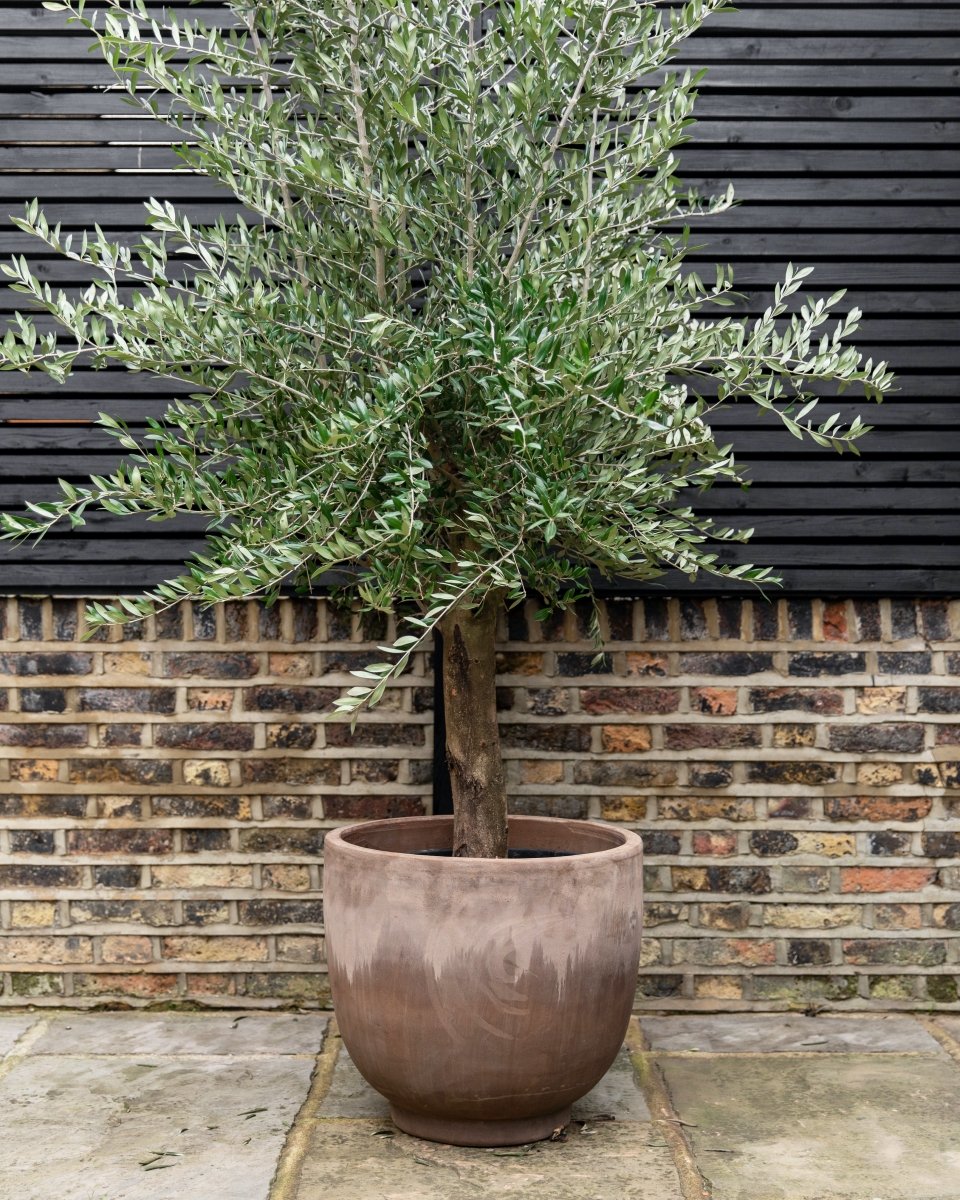 Modernist Terracotta Vase Planters