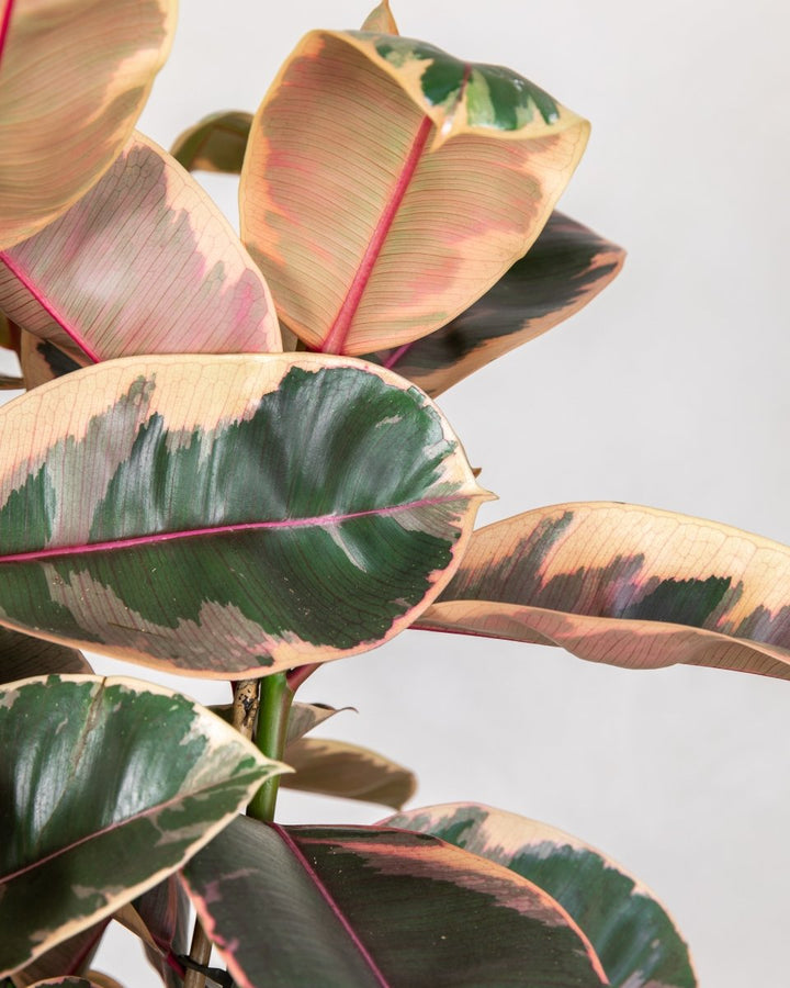 Rubber Plant, Ficus Elastica 'Belize' - Plant Drop