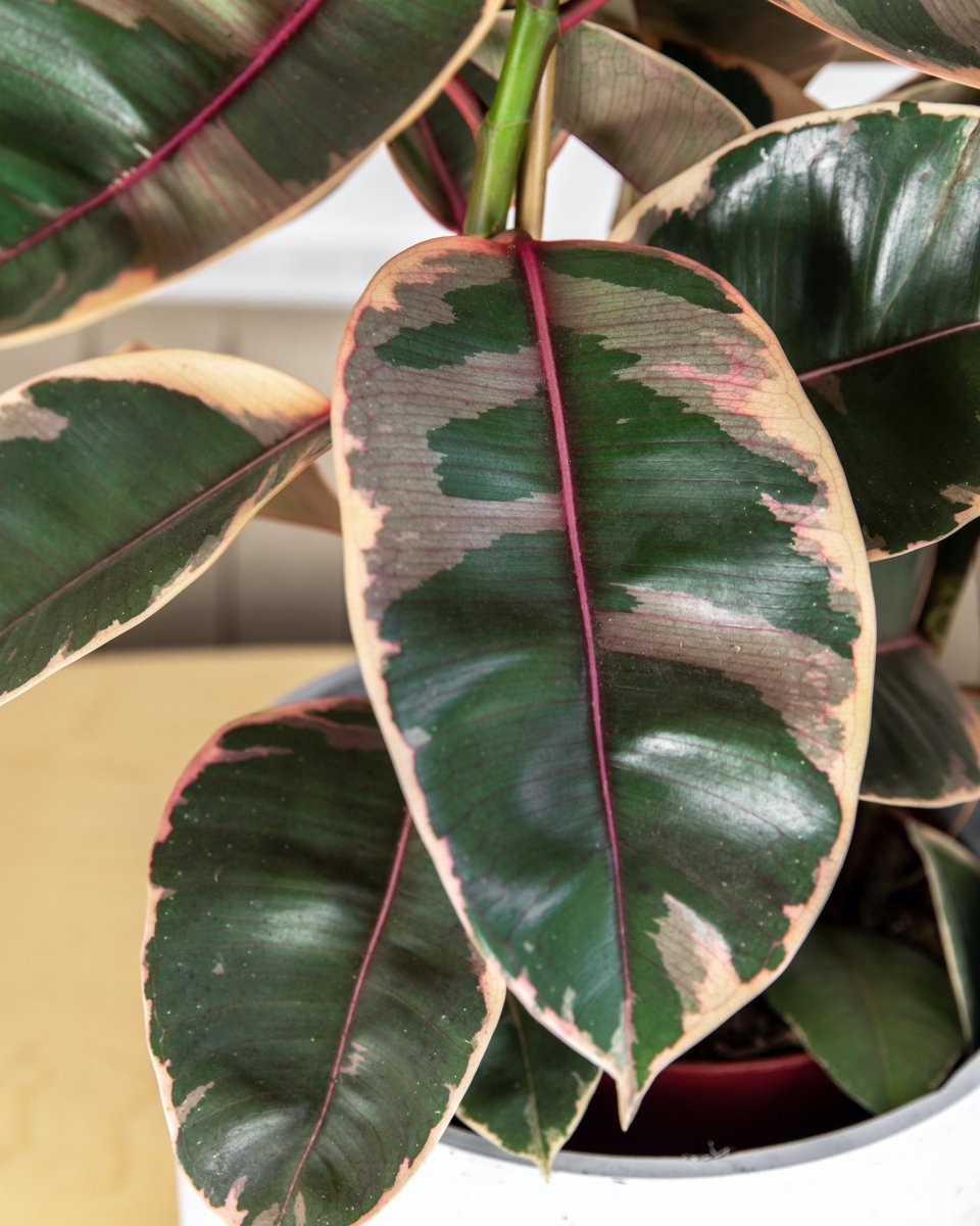 Rubber Plant, Ficus Elastica 'Belize' - Plant Drop