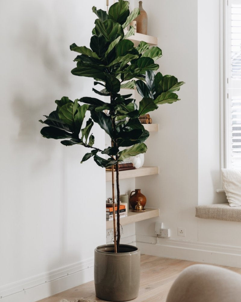 Tall Thin Stem, 240-250cm Fiddle-Leaf Fig Tree, Ficus Lyrata - Plant Drop