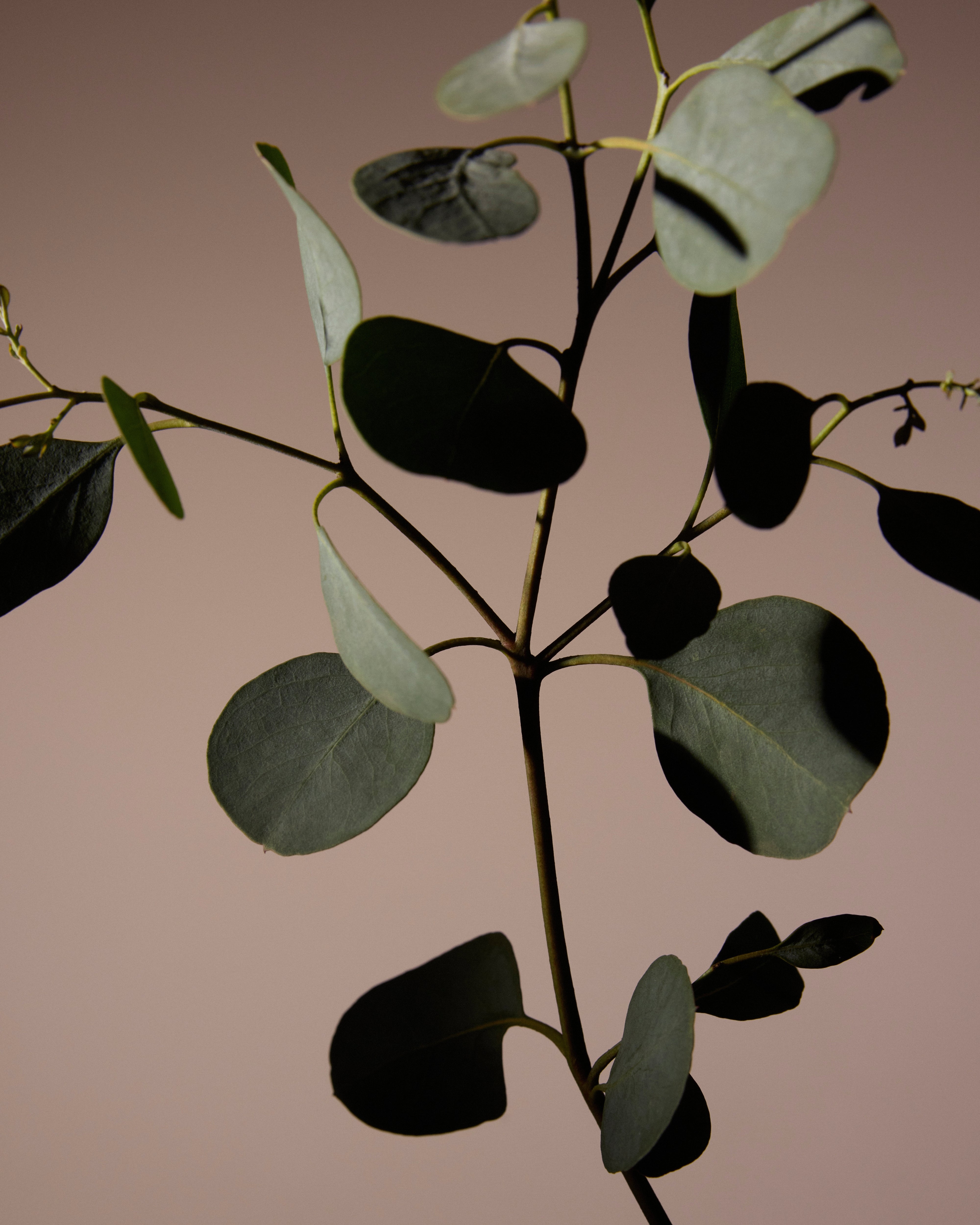Getting Outdoor Light Right: Aspect, Exposure and Where Plants Actually Thrive