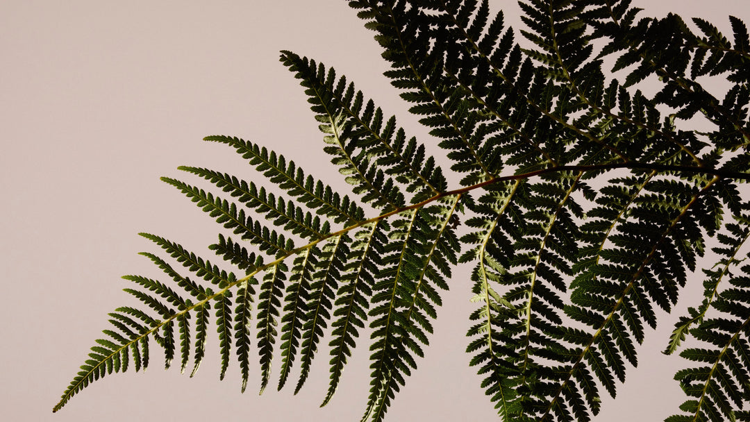 Hardy Tree Fern, Dicksonia Antarctica