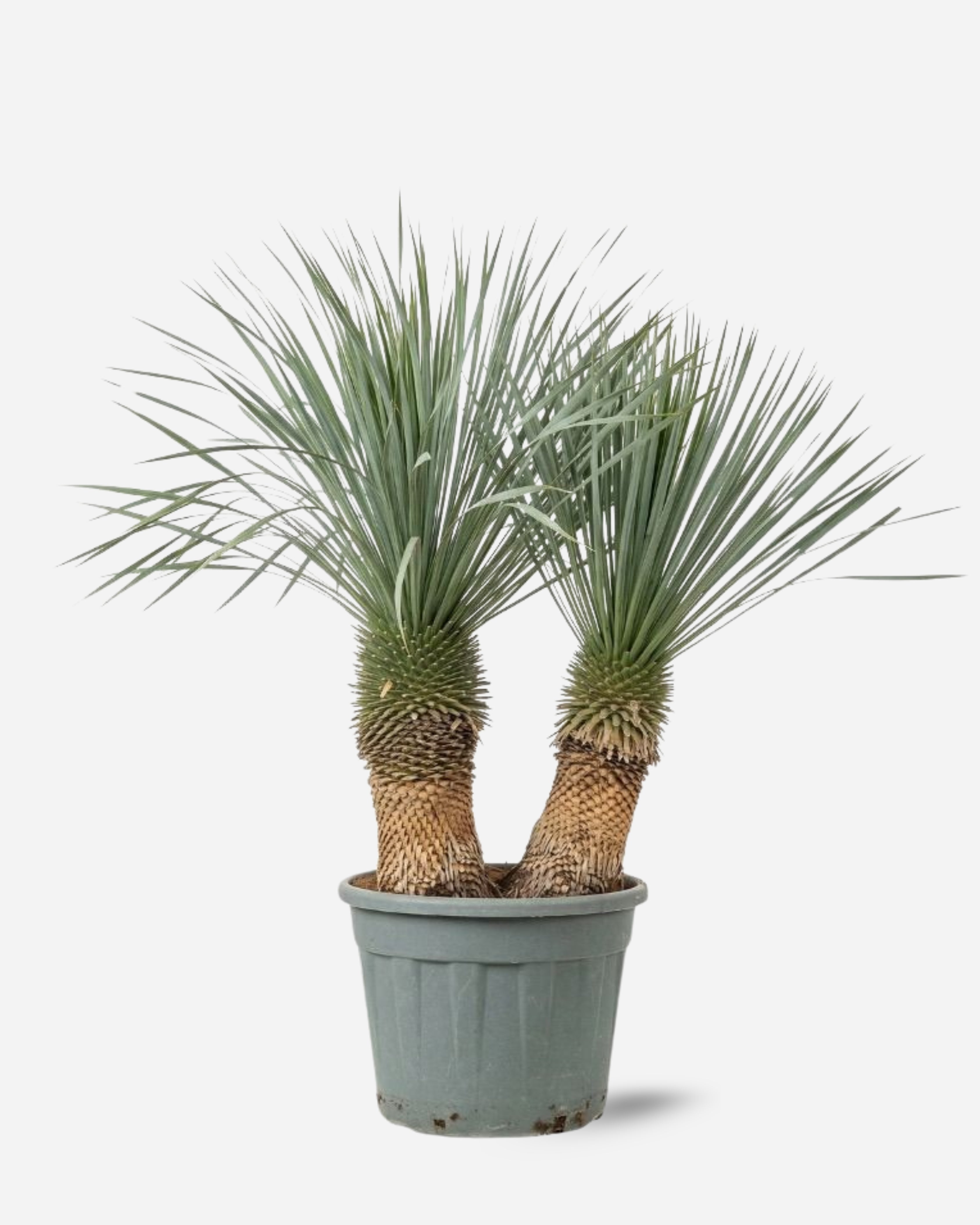 Yucca Rostrata